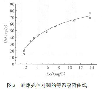 图2 蛤蜊壳体对磷的等温吸附曲线